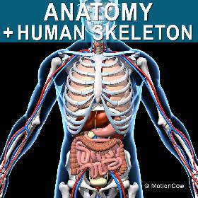 Skeleton & Anatomy